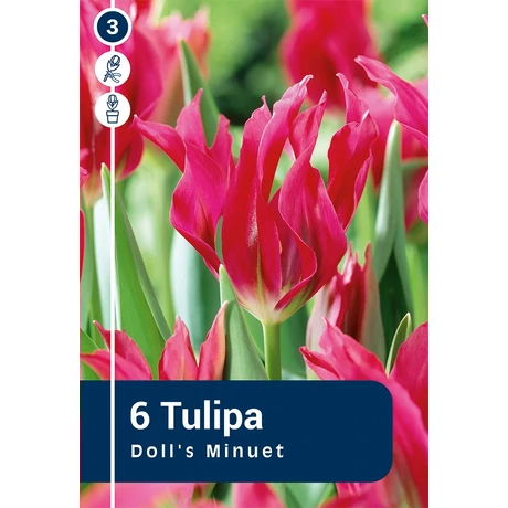 Vh 16283 Tulipa Viridiflora Doll's Minuet 6db/cs 11/12