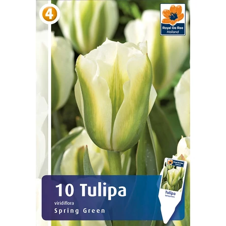 Vh16285 Tulipán Viridiflora Spring Green 10db/csom