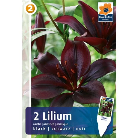 Vh08266 Liliom Asiatic Black 2db/cs