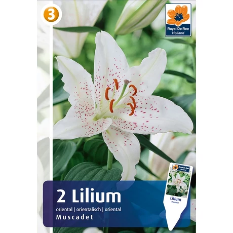 Vh08308 Liliom Oriental Muscadet 2db/cs