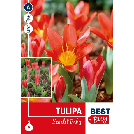 Vh 16100  Tulipa Greigii Scarlet Baby 5db/cs 10/11