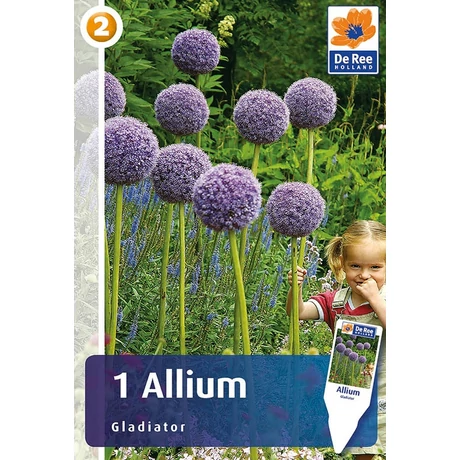 Vh 16386 Allium Allium Gladiator 1db/cs 20/22