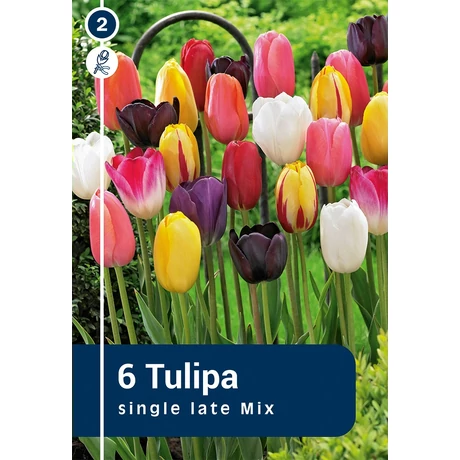 Vh 16229 Tulipa Single late Single Late Mix 6db/cs 11/12