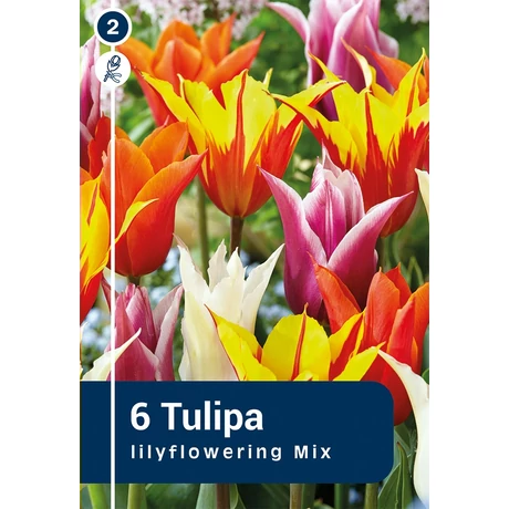 Vh 16282 Tulipa Lilyflowering Lilyflowering Mix 6db/cs 11/12