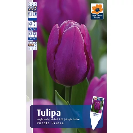 Vh 16247 Tulipa Single early Purple Prince 6db/cs 11/12