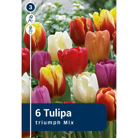 Vh 16249 Tulipa Triumph Triumph Mix 6db/cs 11/12