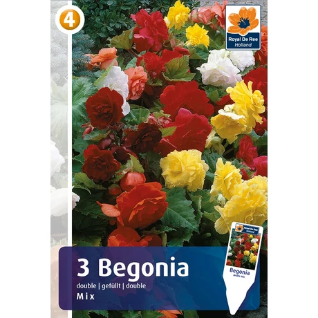 Vh08366 Begonia Double Mix 3db/cs