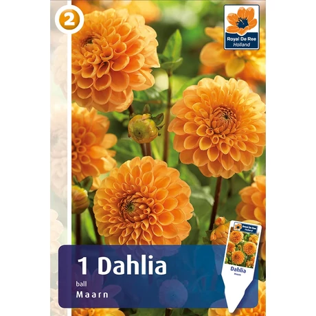 Vh08262 Dahlia Pompon/Ball Maarn 1db/cs