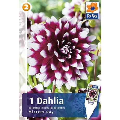 Vh08212 Dahlia Decorative Mystery Day