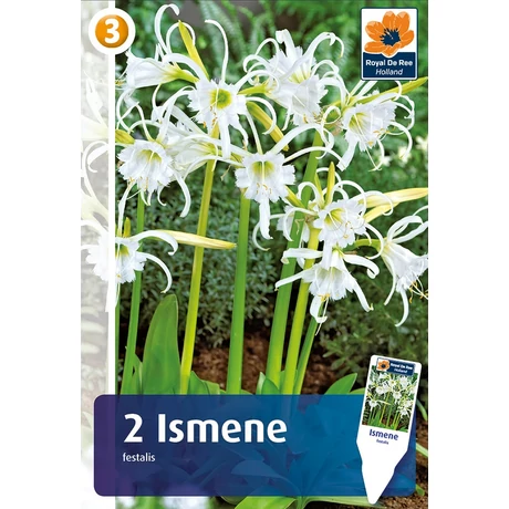 Vh08411 Ismene Festalis 2db/cs