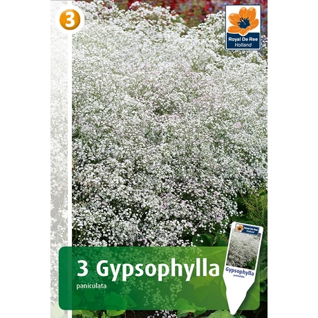 Vh08432 Gypsophylla Paniculata White 3db/cs